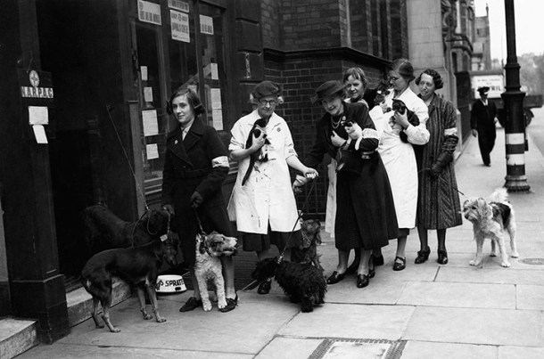  Women queue with their pets at a Narpac (National Air Raid Precautions Committee) post in Holborn, London, 1940